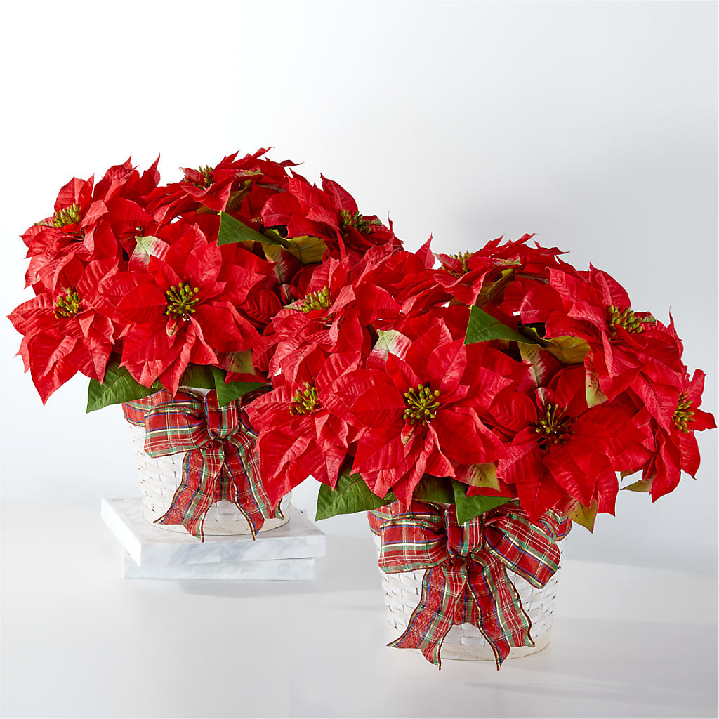 Happiest Holidays Poinsettia Bundle – CARLOS BLOOMS & EVENTS, Garnerville NY