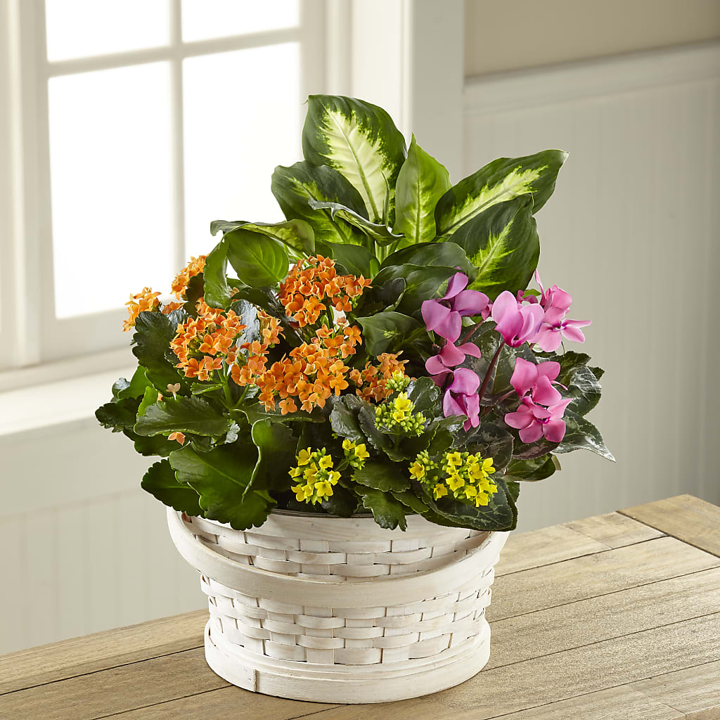 Color Crush Dishgarden – CARLOS BLOOMS & EVENTS, Garnerville NY
