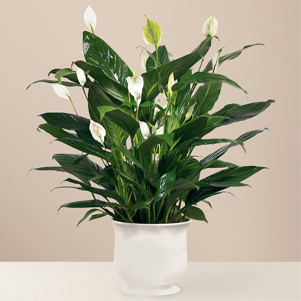 Comfort Planter – CARLOS BLOOMS & EVENTS, Garnerville NY