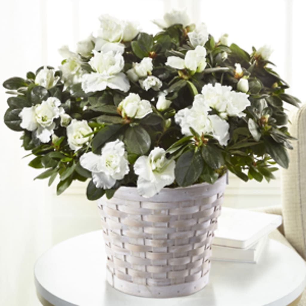 White Azalea Plant – CARLOS BLOOMS & EVENTS, Garnerville NY