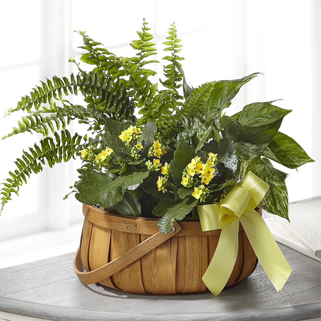 Always Dear Dishgarden – CARLOS BLOOMS & EVENTS, Garnerville NY