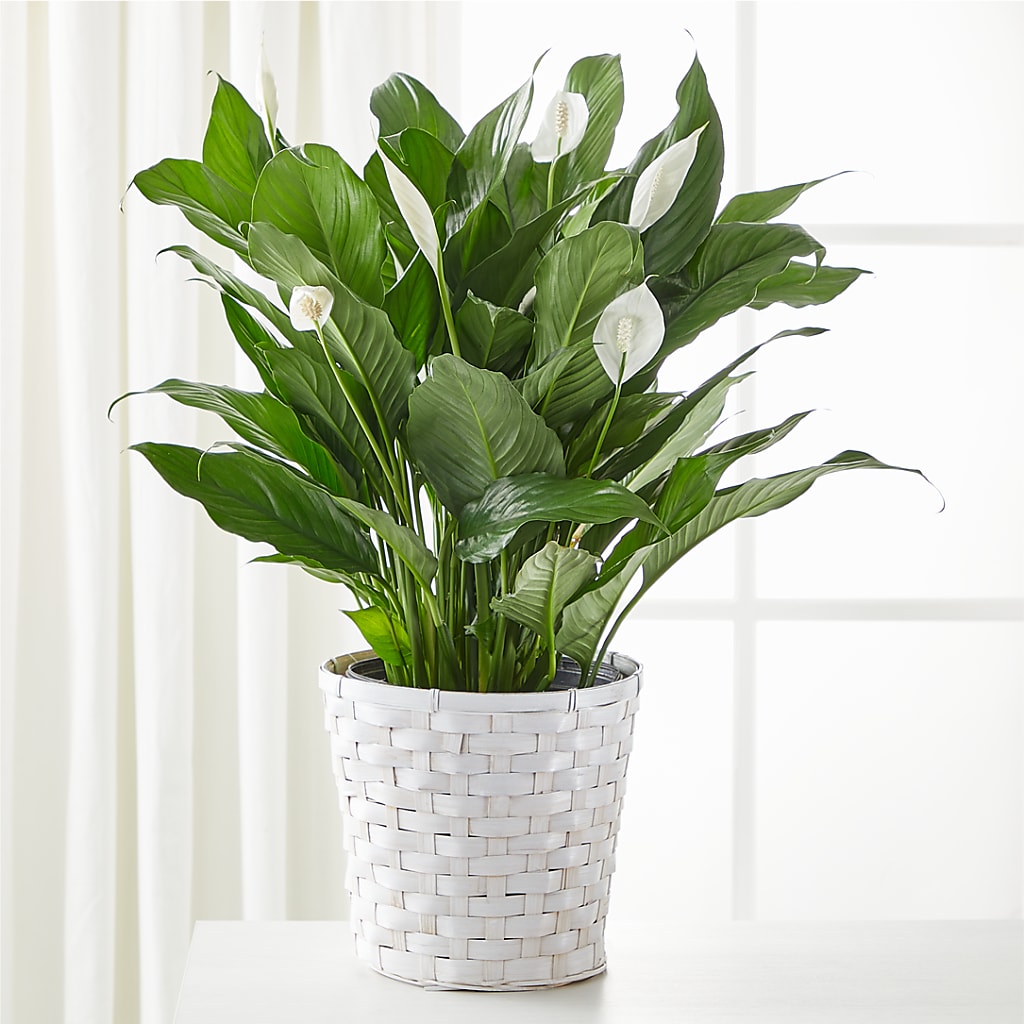 A New Leaf Peace Lily – CARLOS BLOOMS & EVENTS, Garnerville NY