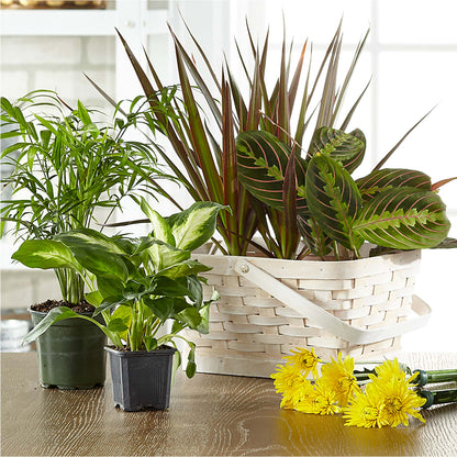 Florist Designed Blooming and Green Plants in a Basket – CARLOS BLOOMS & EVENTS, Garnerville NY