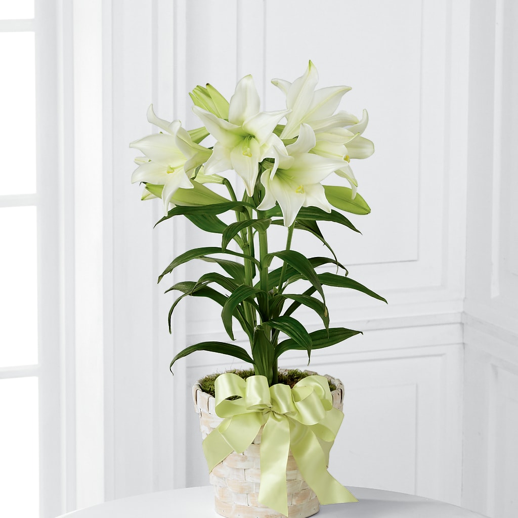 Easter Lily Plant – CARLOS BLOOMS & EVENTS, Garnerville NY