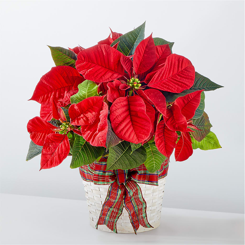Happiest Holidays Poinsettia – CARLOS BLOOMS & EVENTS, Garnerville NY