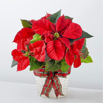 Happiest Holidays Poinsettia – CARLOS BLOOMS & EVENTS, Garnerville NY