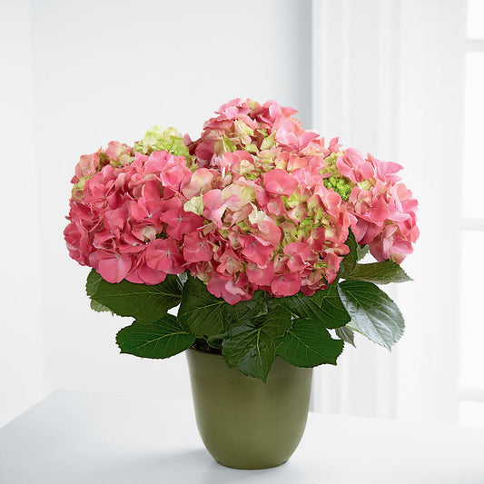 Pink Hydrangea Planter – CARLOS BLOOMS & EVENTS, Garnerville NY