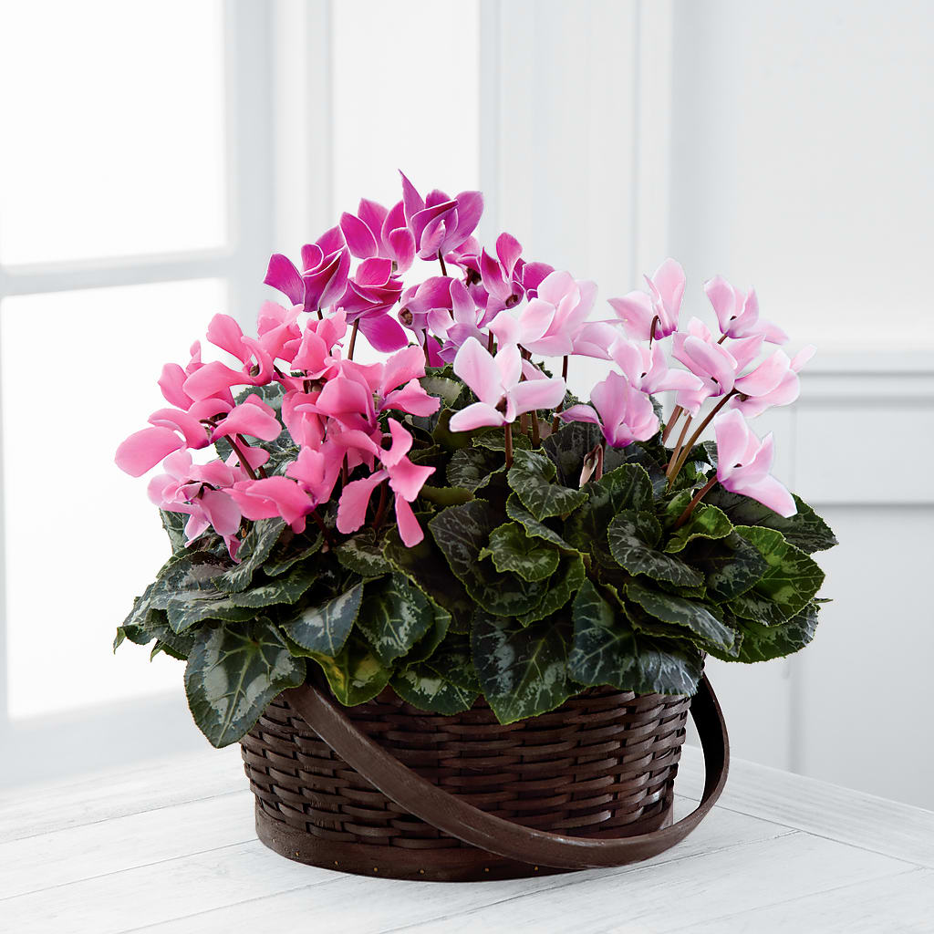 Mixed Cyclamen Planter – CARLOS BLOOMS & EVENTS, Garnerville NY