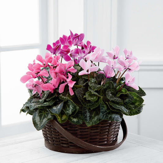 Mixed Cyclamen Planter – CARLOS BLOOMS & EVENTS, Garnerville NY