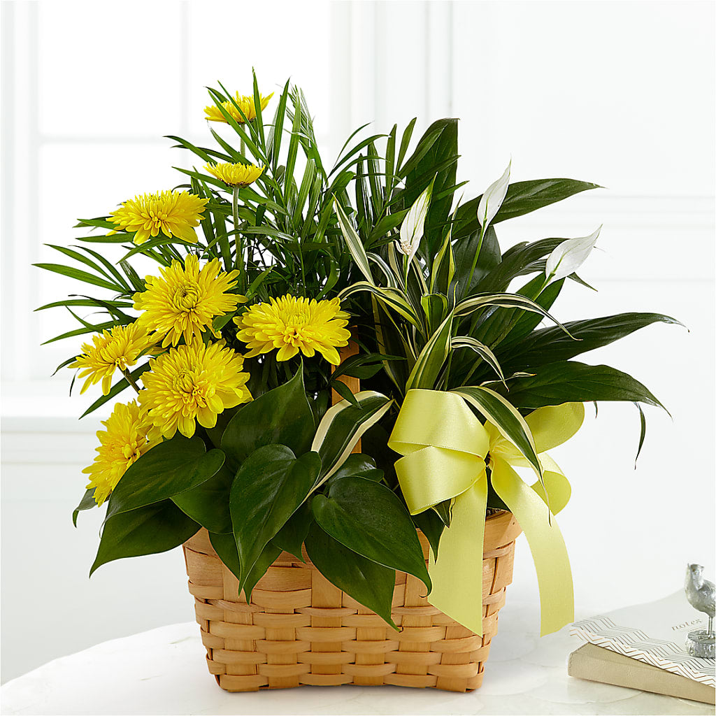 Loving Light Dishgarden – CARLOS BLOOMS & EVENTS, Garnerville NY