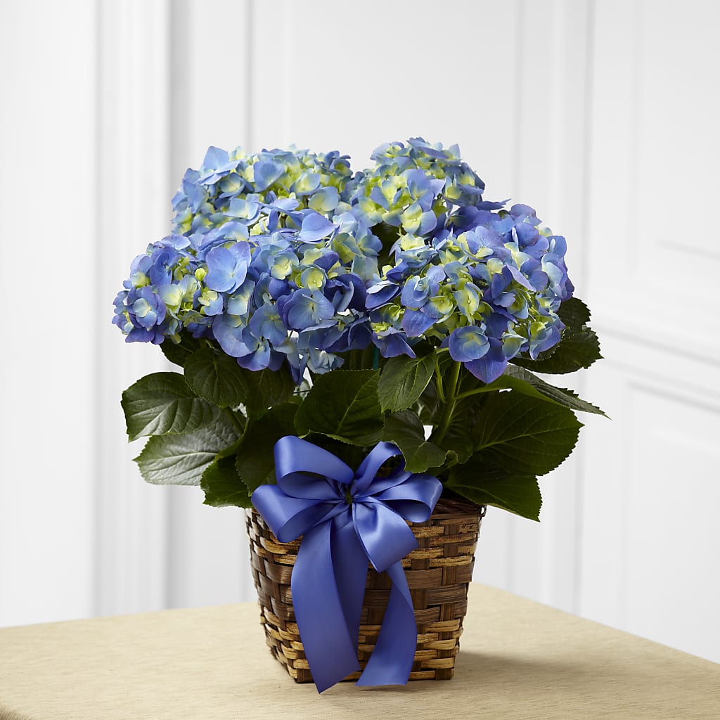 Blue Hydrangea Planter – CARLOS BLOOMS & EVENTS, Garnerville NY