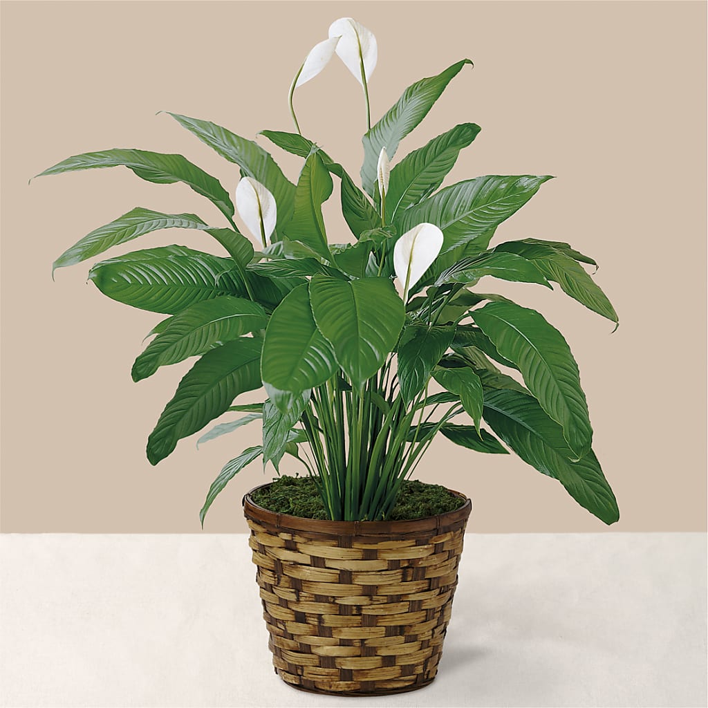 Tranquil Moments Peace Lily Plant – CARLOS BLOOMS & EVENTS, Garnerville NY