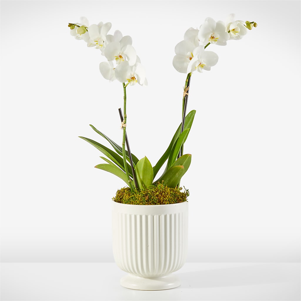Whispering White Orchid – CARLOS BLOOMS & EVENTS, Garnerville NY