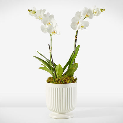 Whispering White Orchid – CARLOS BLOOMS & EVENTS, Garnerville NY
