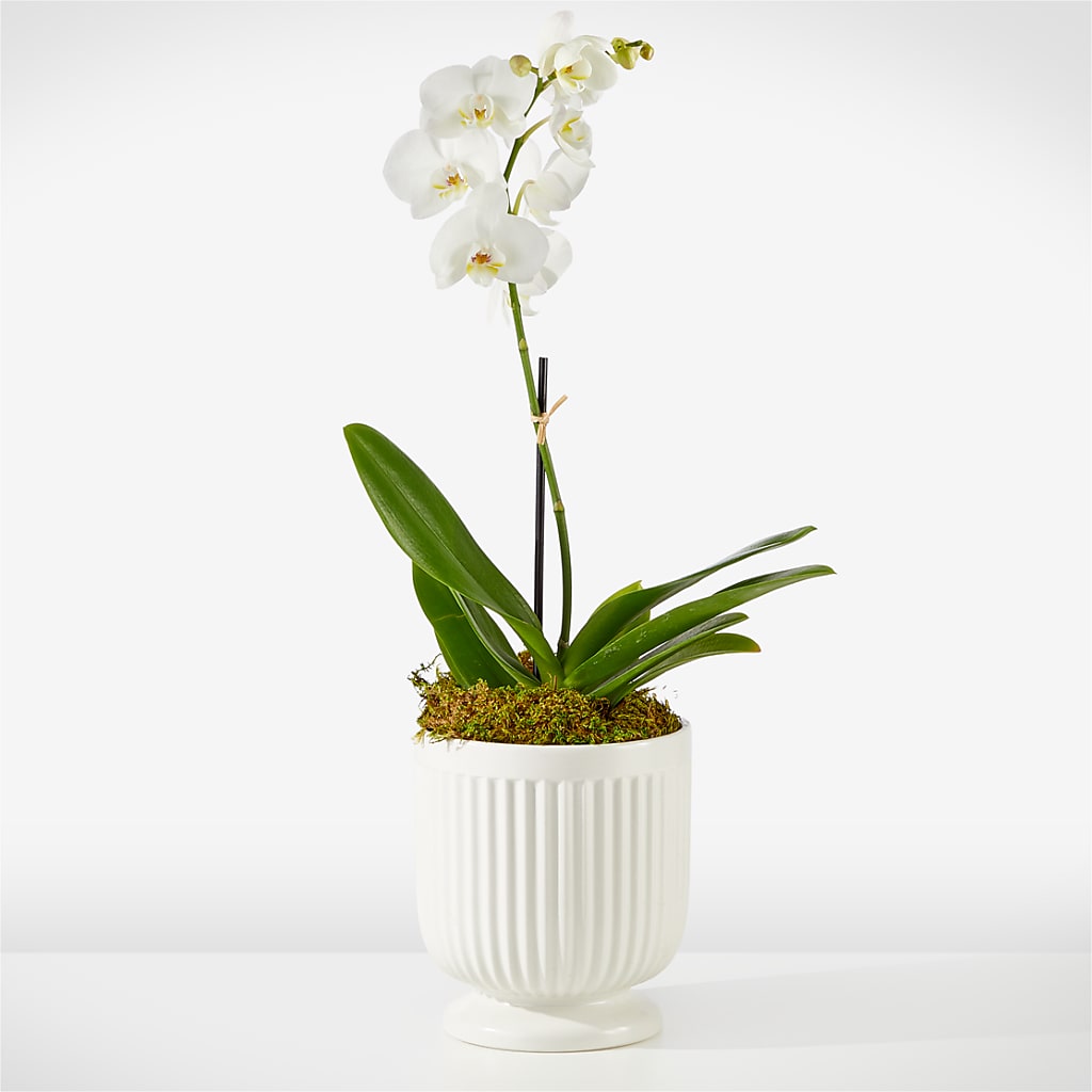 Whispering White Orchid – CARLOS BLOOMS & EVENTS, Garnerville NY
