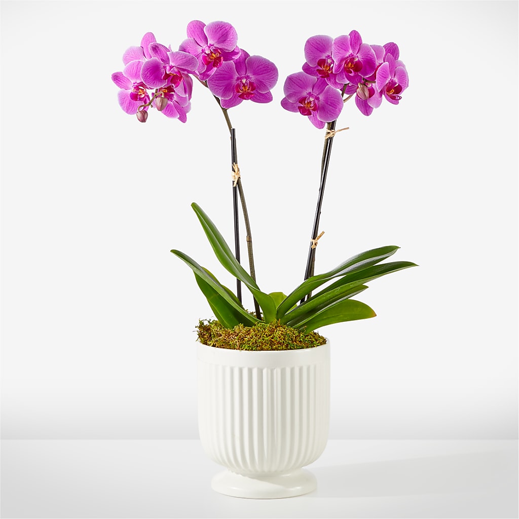 Friendly Fuchsia Orchid – CARLOS BLOOMS & EVENTS, Garnerville NY