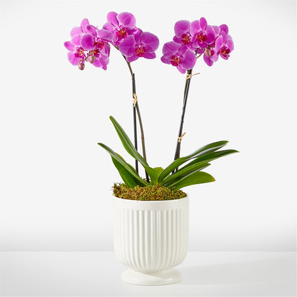 Friendly Fuchsia Orchid – CARLOS BLOOMS & EVENTS, Garnerville NY