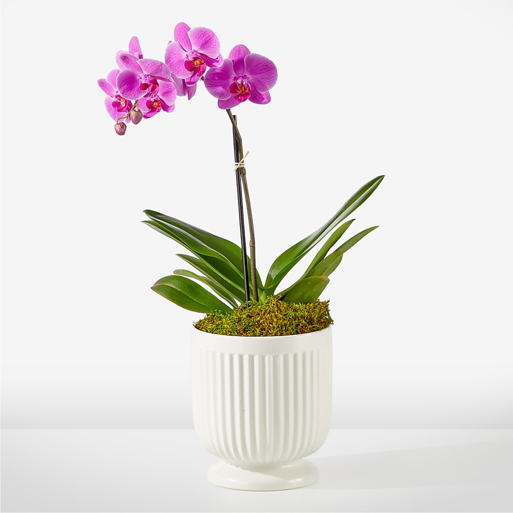 Friendly Fuchsia Orchid – CARLOS BLOOMS & EVENTS, Garnerville NY