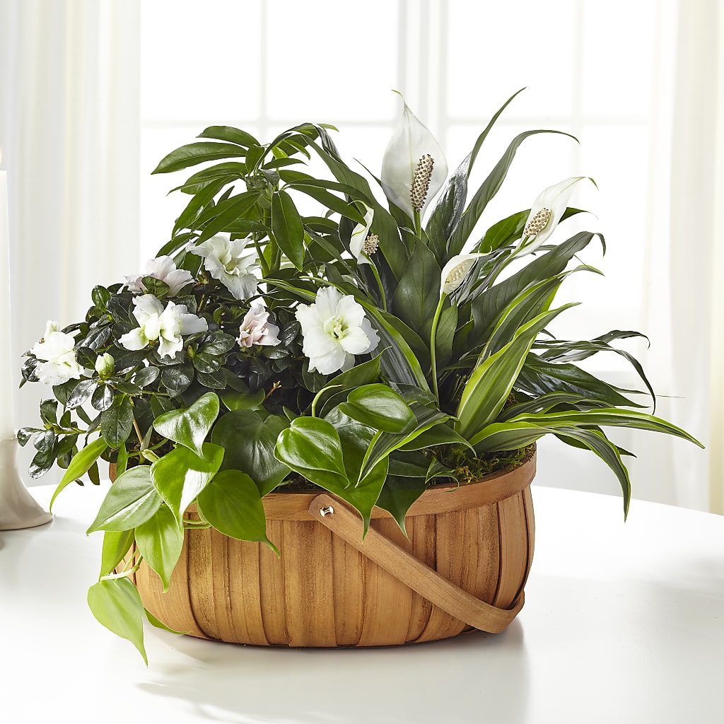 Serene Dishgarden – CARLOS BLOOMS & EVENTS, Garnerville NY