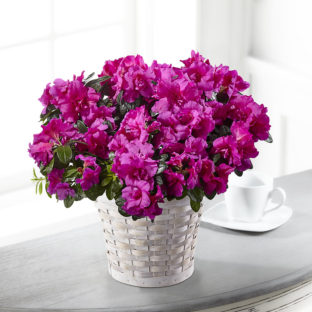 Hope & Serenity Azalea Plant – CARLOS BLOOMS & EVENTS, Garnerville NY