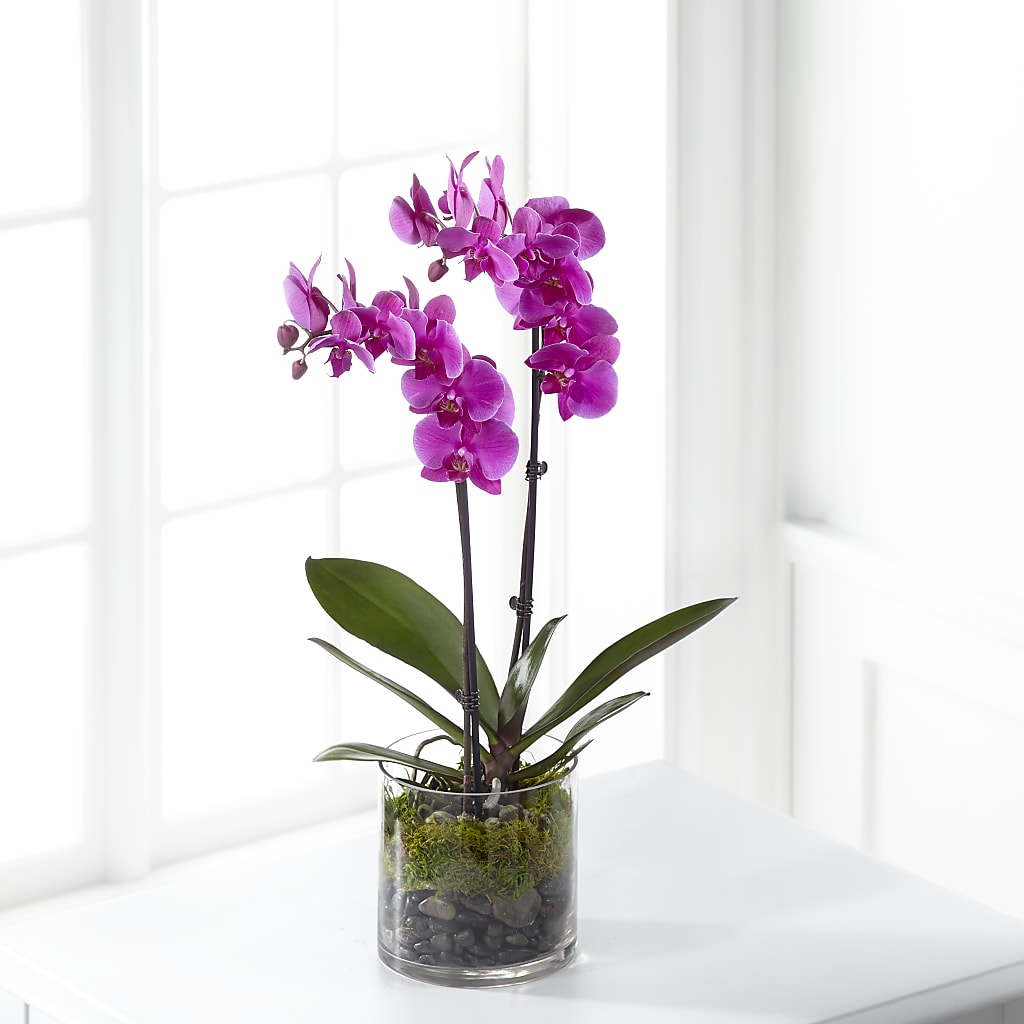 Pink Orchid Plant – CARLOS BLOOMS & EVENTS, Garnerville NY