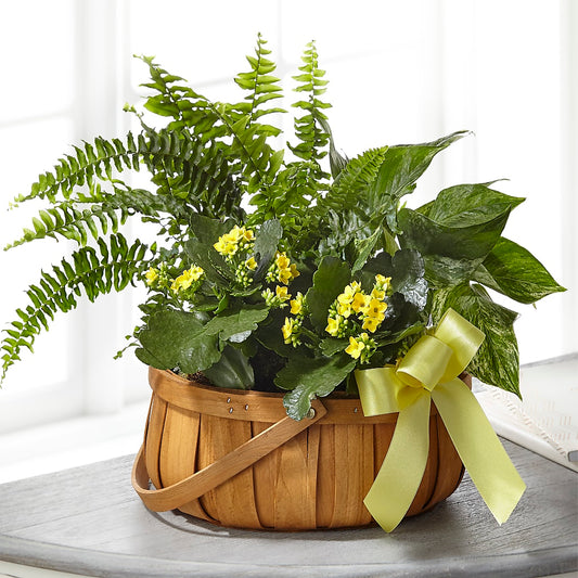 Always Dear Dishgarden – CARLOS BLOOMS & EVENTS, Garnerville NY