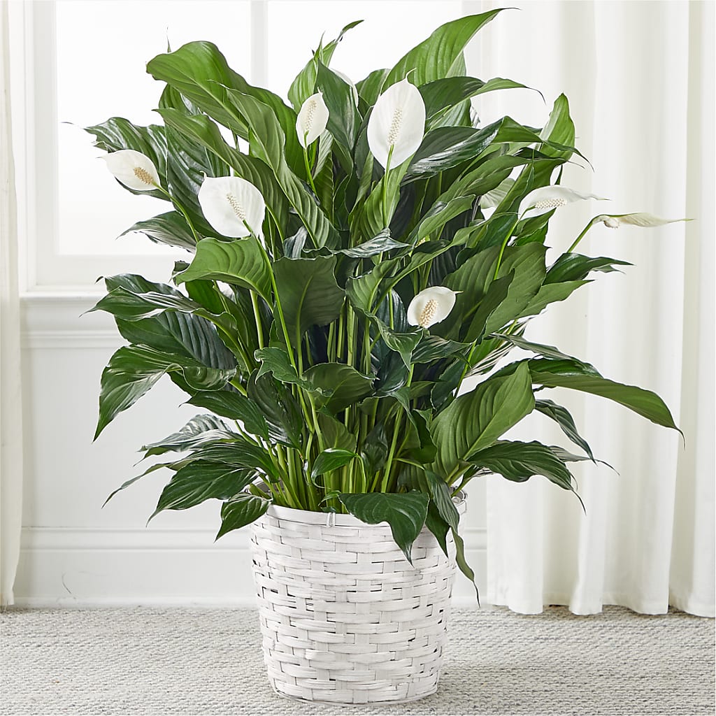 A New Leaf Peace Lily – CARLOS BLOOMS & EVENTS, Garnerville NY