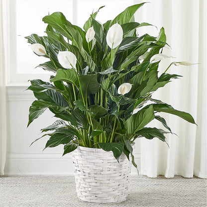 A New Leaf Peace Lily – CARLOS BLOOMS & EVENTS, Garnerville NY