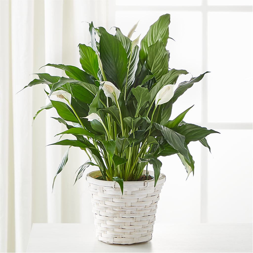 A New Leaf Peace Lily – CARLOS BLOOMS & EVENTS, Garnerville NY