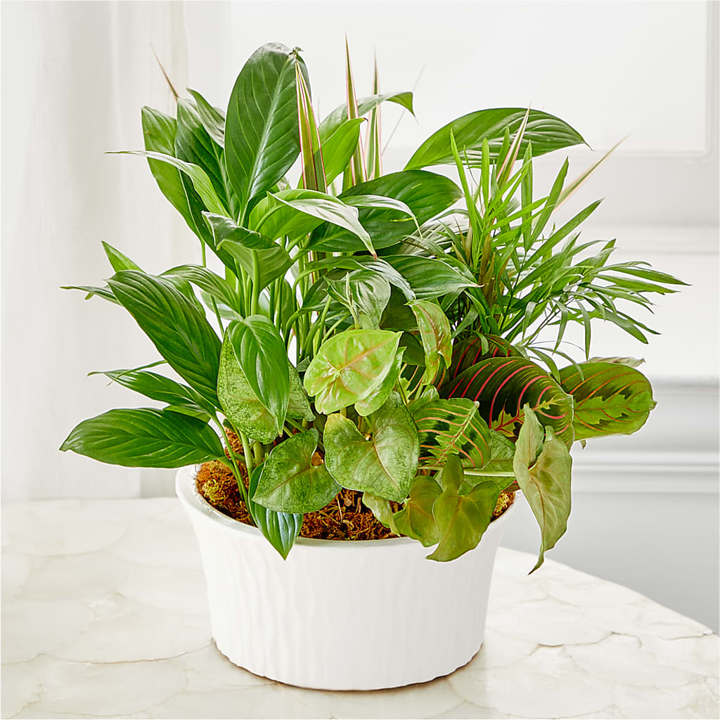 Balance & Harmony Dishgarden – CARLOS BLOOMS & EVENTS, Garnerville NY