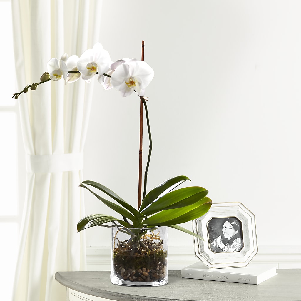 White Orchid Planter – CARLOS BLOOMS & EVENTS, Garnerville NY
