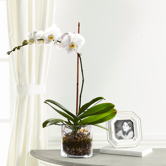 White Orchid Planter – CARLOS BLOOMS & EVENTS, Garnerville NY